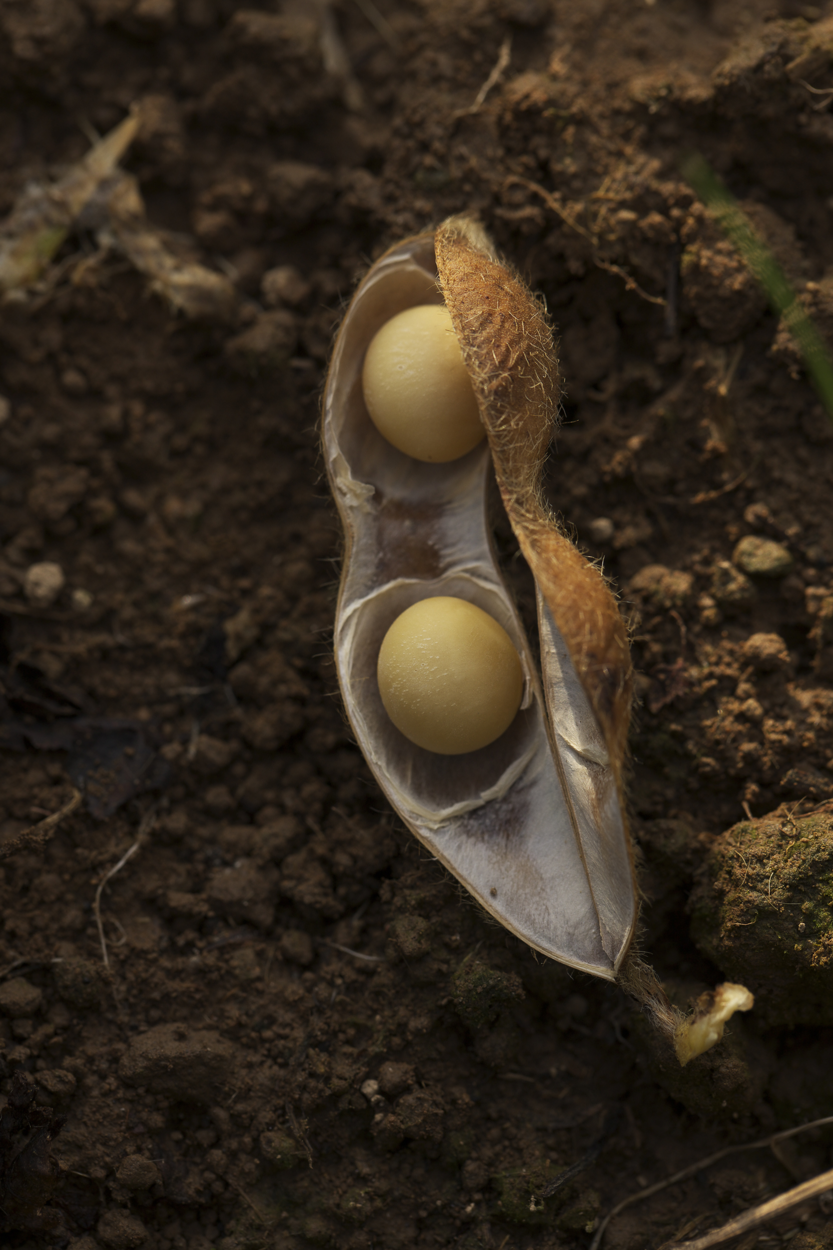 The Significance of Seed Saving in Natural Agriculture
