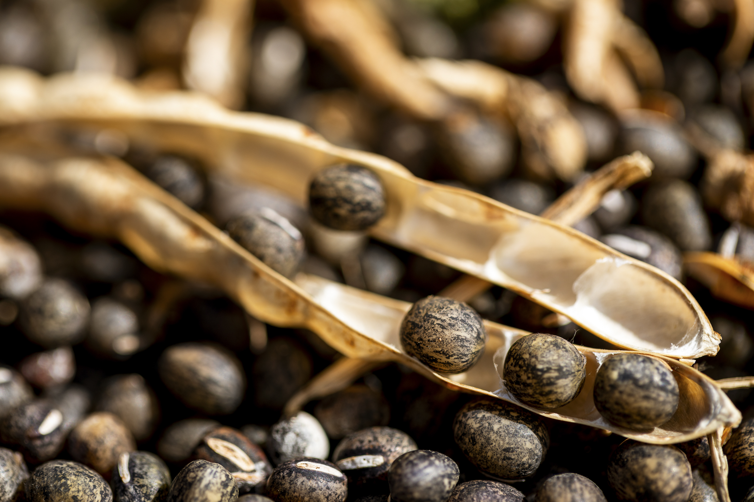 The Significance of Seed Saving in Natural Agriculture